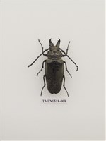 藏品(鞘翅目(四))的圖片